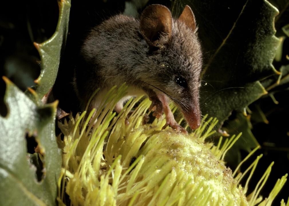 Honey possums: among the few flightless mammal pollinators